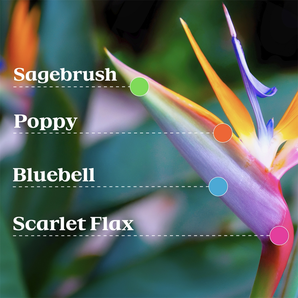 "Superbloom" is unveiled as the official LA28 Olympics identity